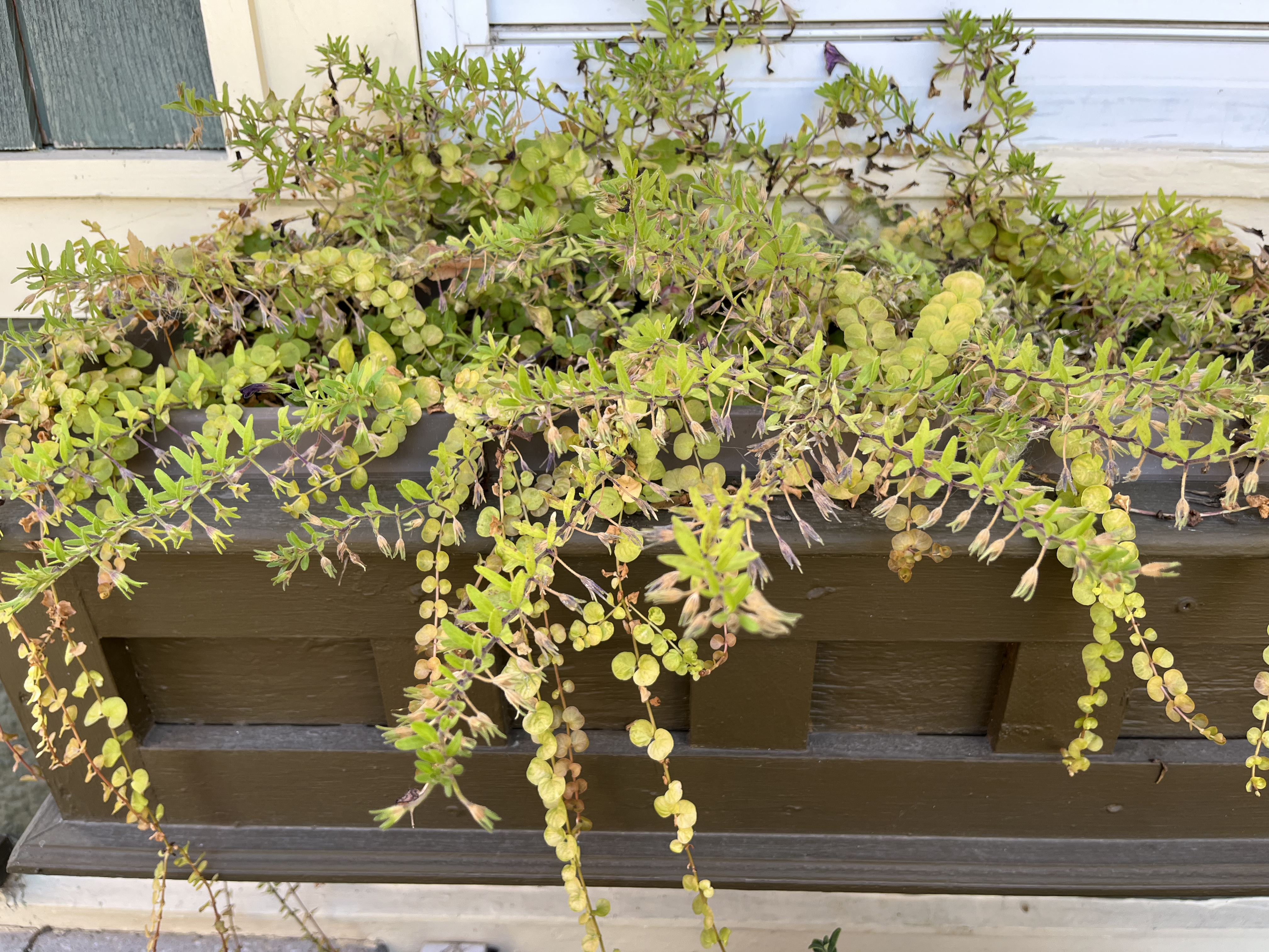 window box with annual plants 